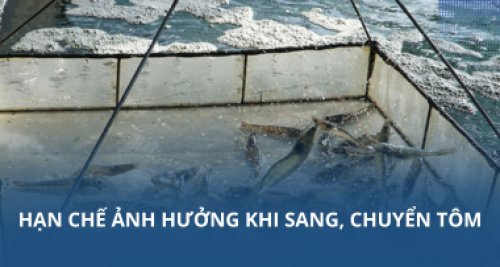 Hạn chế ảnh hưởng khi sang, chuyển tôm